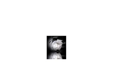 Immagine: rosa